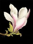 Magnolia Grandiflora, 2003-Jenny Barron-Framed Premier Image Canvas
