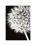 Dandelion Crop-Jenny Kraft-Art Print