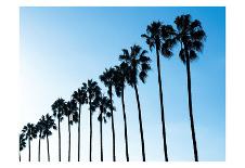 La Jolla Palms-Jenny Kraft-Stretched Canvas