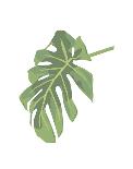 Philodendron 3-Jenny Kraft-Art Print
