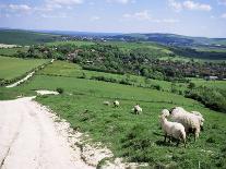 Sheep on the South Downs Near Lewes, East Sussex, England, United Kingdom-Jenny Pate-Photographic Print