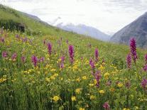 Wild Orchids Flowering in a Meadow in the Himalayas South of Keylong, Himachal Pradesh, India-Jenny Pate-Photographic Print