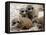 Jenny the Meerkat's Four New Babies Watch as She Stands at London Zoo-null-Framed Premier Image Canvas