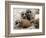 Jenny the Meerkat's Four New Babies Watch as She Stands at London Zoo-null-Framed Photographic Print