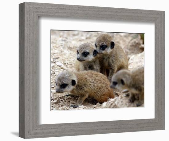 Jenny the Meerkat's Four New Babies Watch as She Stands at London Zoo-null-Framed Photographic Print