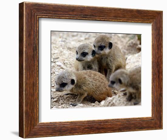 Jenny the Meerkat's Four New Babies Watch as She Stands at London Zoo-null-Framed Photographic Print
