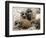 Jenny the Meerkat's Four New Babies Watch as She Stands at London Zoo-null-Framed Photographic Print