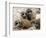 Jenny the Meerkat's Four New Babies Watch as She Stands at London Zoo-null-Framed Photographic Print