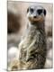 Premium Photographic Print