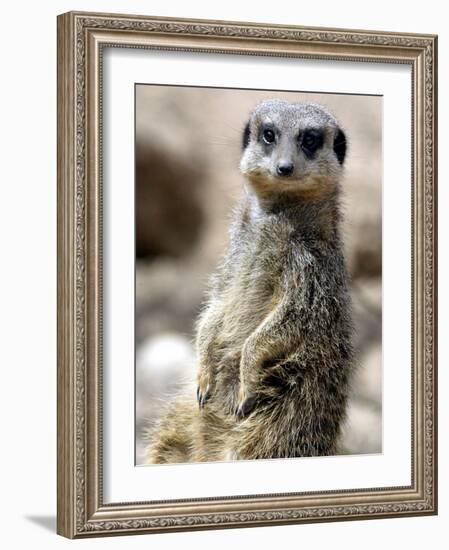 Jenny the Meerkat Shows Her New Babies How to Stand at London Zoo, June 2005-null-Framed Photographic Print