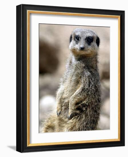 Jenny the Meerkat Shows Her New Babies How to Stand at London Zoo, June 2005-null-Framed Photographic Print