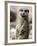 Jenny the Meerkat Shows Her New Babies How to Stand at London Zoo, June 2005-null-Framed Photographic Print