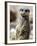 Jenny the Meerkat Shows Her New Babies How to Stand at London Zoo, June 2005-null-Framed Photographic Print