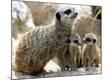 Premium Photographic Print
