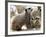 Jenny the Meerkat with Two of Her New Babies at London Zoo, June 2005-null-Framed Photographic Print