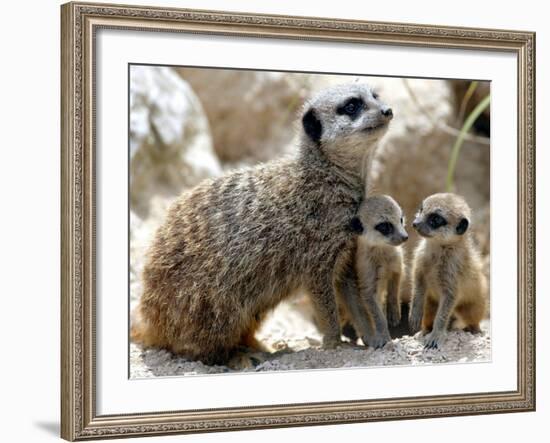 Jenny the Meerkat with Two of Her New Babies at London Zoo, June 2005-null-Framed Photographic Print