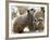 Jenny the Meerkat with Two of Her New Babies at London Zoo, June 2005-null-Framed Photographic Print