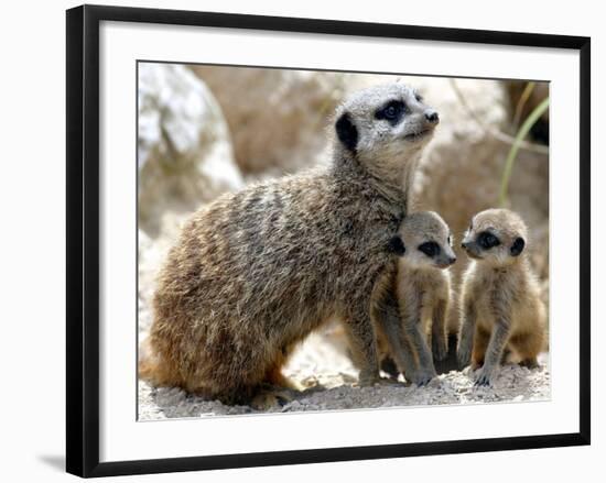 Jenny the Meerkat with Two of Her New Babies at London Zoo, June 2005-null-Framed Photographic Print