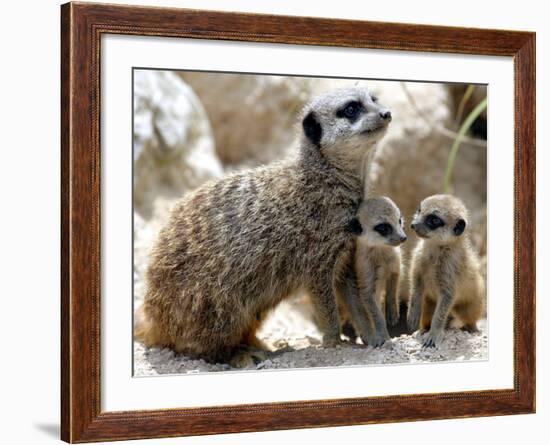 Jenny the Meerkat with Two of Her New Babies at London Zoo, June 2005-null-Framed Photographic Print