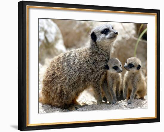 Jenny the Meerkat with Two of Her New Babies at London Zoo, June 2005-null-Framed Photographic Print