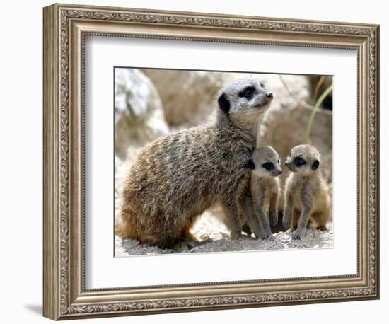 Jenny the Meerkat with Two of Her New Babies at London Zoo, June 2005-null-Framed Photographic Print