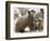 Jenny the Meerkat with Two of Her New Babies at London Zoo, June 2005-null-Framed Photographic Print