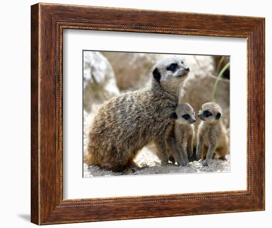 Jenny the Meerkat with Two of Her New Babies at London Zoo, June 2005-null-Framed Photographic Print