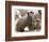 Jenny the Meerkat with Two of Her New Babies at London Zoo, June 2005-null-Framed Photographic Print