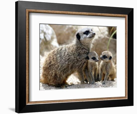 Jenny the Meerkat with Two of Her New Babies at London Zoo, June 2005-null-Framed Photographic Print