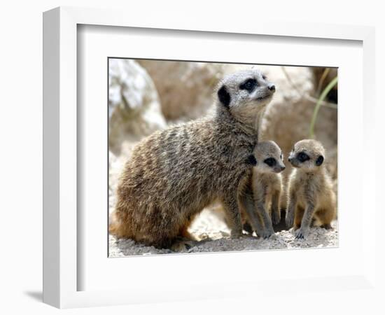 Jenny the Meerkat with Two of Her New Babies at London Zoo, June 2005-null-Framed Photographic Print