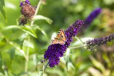 Butterfly on a buddleia bush-Jens Barslund-Photo