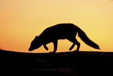 Arctic Fox (Vulpes Lagopus) Silhouetted at Sunset, Greenland, August 2009-Jensen-Photographic Print