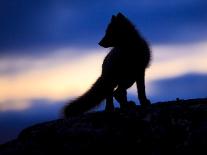 Arctic Fox (Vulpes Lagopus) Silhouetted at Sunset, Greenland, August 2009-Jensen-Photographic Print