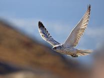 Gyrfalcon (Falco Rusticolus) in Flight, Disko Bay, Greenland, August 2009-Jensen-Framed Photographic Print