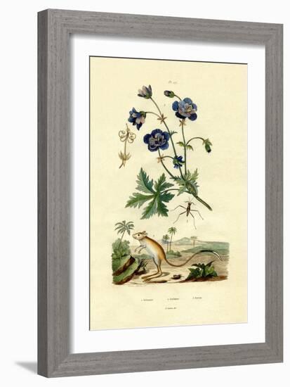 Jerboa, 1833-39-null-Framed Giclee Print