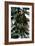 Jeremiah Johnson 1972 Directed by Syney Pollack Robert Redford-null-Framed Photo