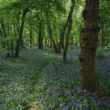 Bluebells in an Ancient Wood in Spring Time in the Essex Countryside, England, United Kingdom-Jeremy Bright-Photographic Print