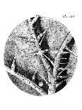 Drawing of Mould From Hooke's Micrographia-Jeremy Burgess-Photographic Print