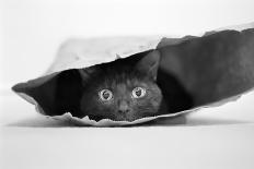 Cat in a Bag-Jeremy Holthuysen-Mounted Photographic Print