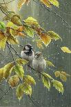 0851 Sparrows In Rain-Jeremy Paul-Giclee Print