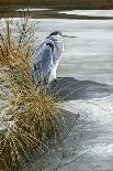 1000 Winter Heron-Jeremy Paul-Giclee Print