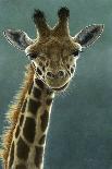1031 Giraffe Beauty-Jeremy Paul-Giclee Print