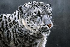 Snow Leopard-Jeremy Paul-Giclee Print