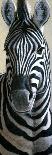 Zebra-Jeremy Paul-Giclee Print