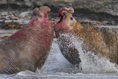 Southern Elephant Seal (Mirounga Leonina) Fights with a Rival for Control of a Large Harem of Femal-Jeremy Richards-Photographic Print