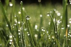 Dew Drops on Grass-Jeremy Walker-Photographic Print