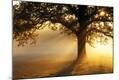 Photographic Print