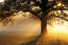 Oak Tree At Sunrise-Jeremy Walker-Photographic Print