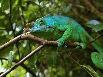 A Chameleon Sits on a Branch of a Tree in Madagascar's Mantadia National Park Sunday June 18, 2006-Jerome Delay-Photographic Print