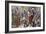 Jerome of Prague (1360-1416) Marching to Execution. Engraving. Colored.-Tarker-Framed Giclee Print